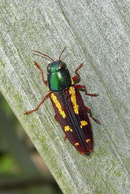 Red-legged Buprestis (Buprestis rufipes)