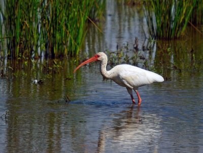 White Ibis