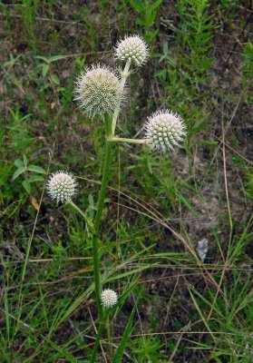 Rattlesnake Master