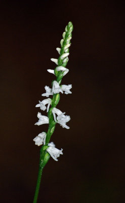 Little Ladie's Tresses (Spiranthes tuberosa)