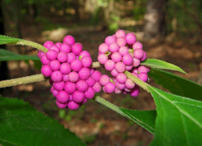 Beauty Berry