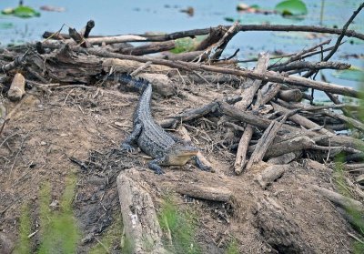 American Alligator