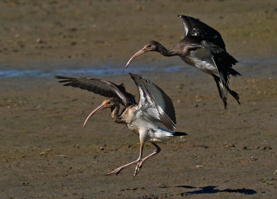 White Ibis - Juveniles