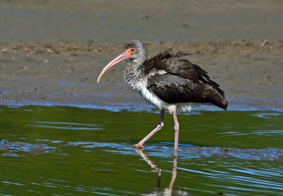 White Ibis - Juvenile