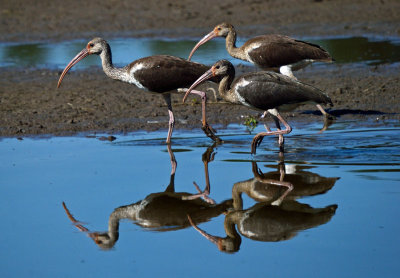 White Ibis - Juveniles