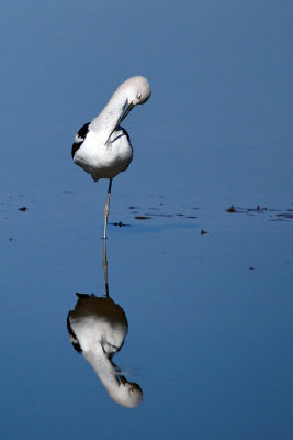 American Avocet