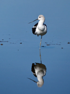 American Avocet