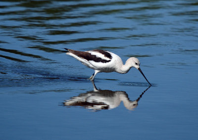 American Avocet