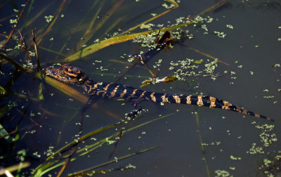 American Alligator - hatchling