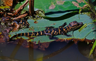 American Alligator - hatchling