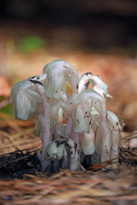 Indian Pipes (Monotropa uniflora)