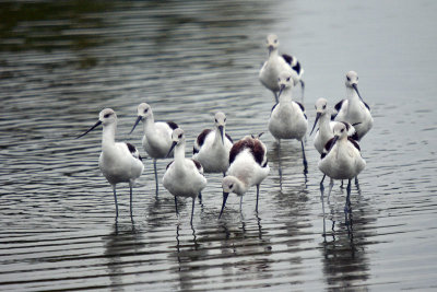 American Avocets