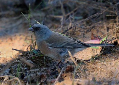 Dark-eyed Pink-sided Junco