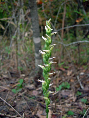 Nodding Ladie's Tresses (Spiranthes cernua) - cleistogamous form