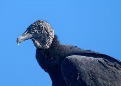 Black Vulture