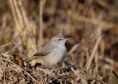 Rock Wren