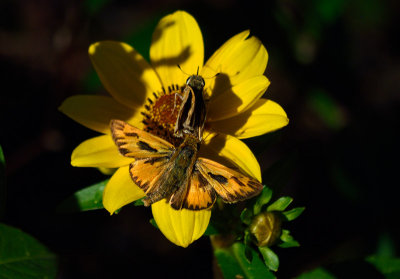 Fiery Skippers courting