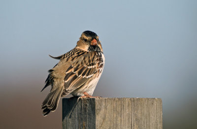 Harris' Sparrow