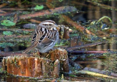 Song Sparrow