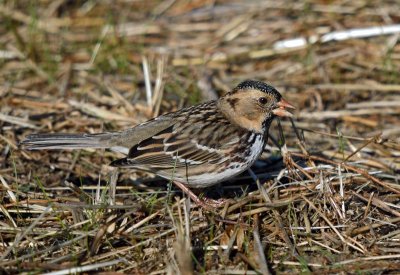 Harris' Sparrow