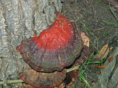 Lacquered Bracket Fungus (Ganoderma resinaceum)