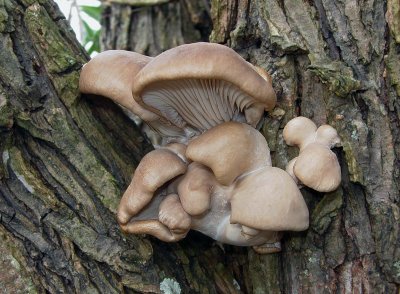 Winter Oyster Mushroom (Pleurotus ostreatus)