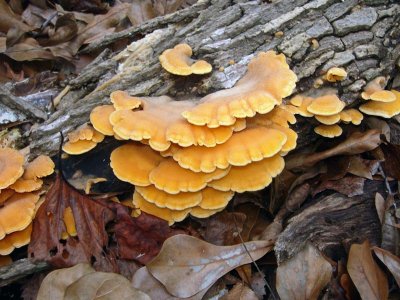 Mock Oyster Mushroom (Phyllotopsis nidulans)