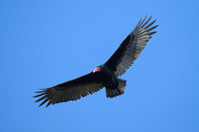 Turkey Vulture