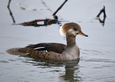 Hooded Merganser