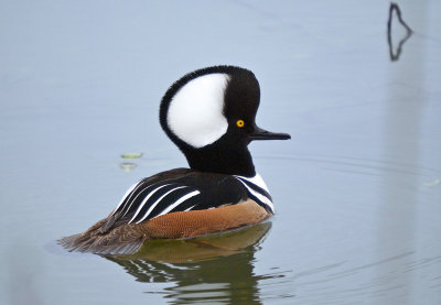 Hooded Merganser