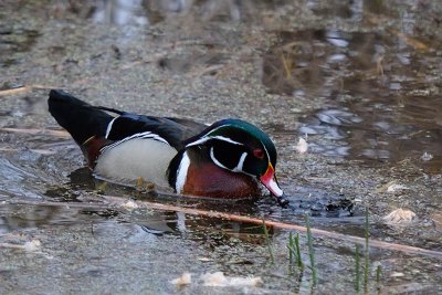 Wood Duck