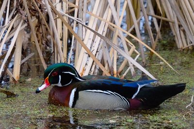 Wood Duck