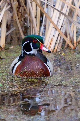 Wood Duck