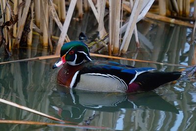 Wood Duck