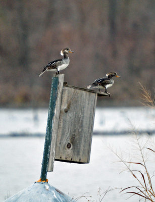 Hooded Mergansers - females