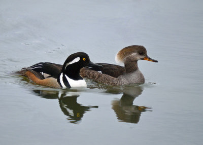 Hooded Merganser pair