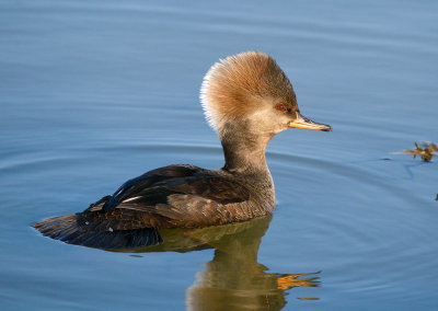 Hooded Merganser