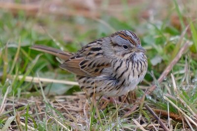 Lincoln's Sparrow