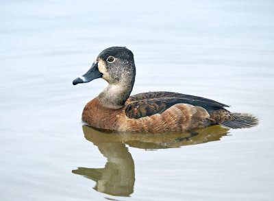 Ring-necked Duck - female