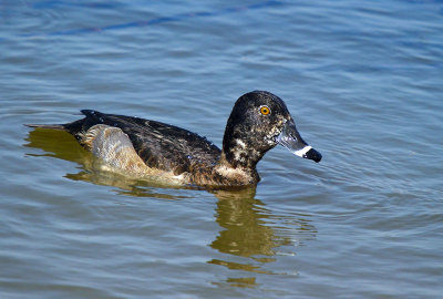 Ring-necked Duck 