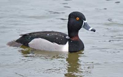 Ring-necked Duck