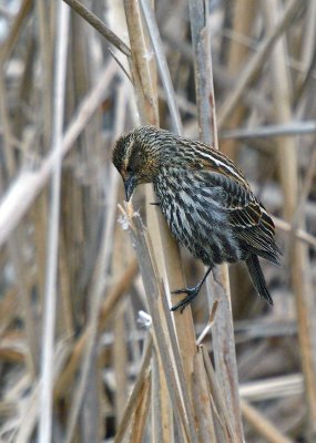 Red-winged Blackbird