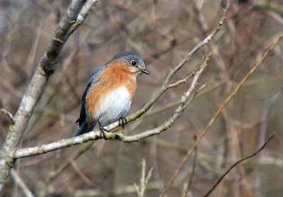 Eastern Bluebird