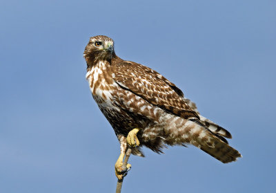 Immature Western Red-tailed Hawk - intermediate (rufous) morph