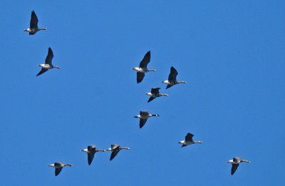 Flock of Greater White-fronted Geese with a lone Lesser Canada Goose.