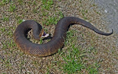 Western Cottonmouth