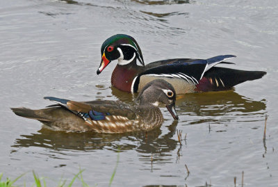 Wood Duck pair