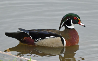Wood Duck-male