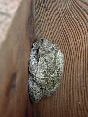 Gray Treefrog