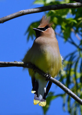 Cedar Waxwing